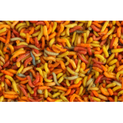 Bigattino Colorato Misto