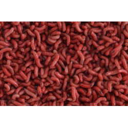 Bigattino Colorato Rosso...